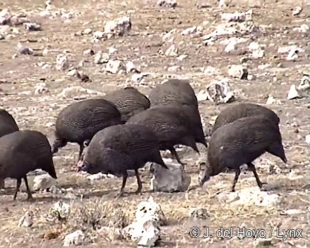 Helmeted Guineafowl (Tufted) - ML201249301