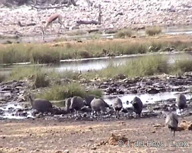 Helmeted Guineafowl (Tufted) - ML201249311