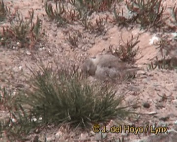 hvitkinnfjellspurv - ML201249341