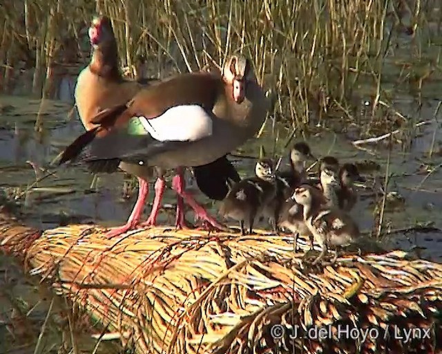 Egyptian Goose - ML201249431