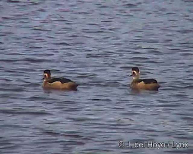 Blue-billed Teal - ML201249441