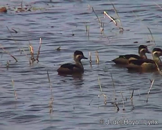 Blue-billed Teal - ML201249451