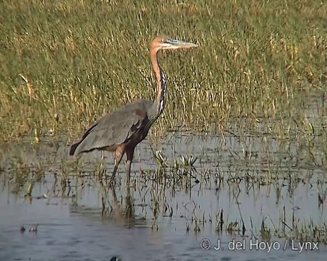 Héron goliath - ML201249471