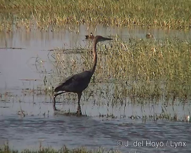 Goliath Heron - ML201249481