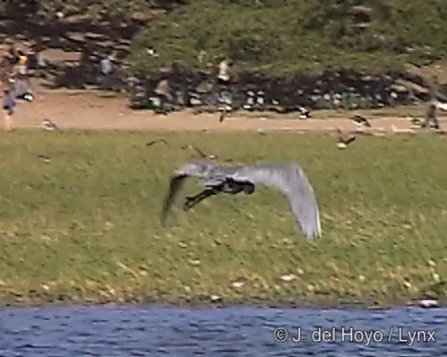 Goliath Heron - ML201249491