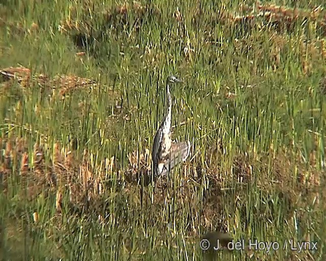 Goliath Heron - ML201249501