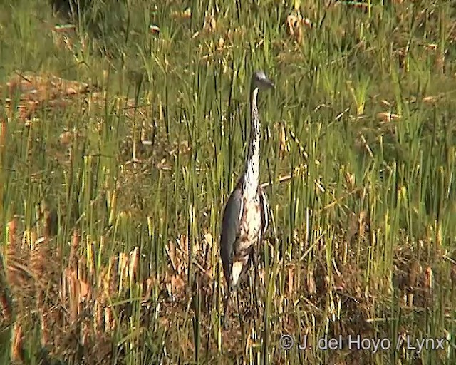 Goliath Heron - ML201249511