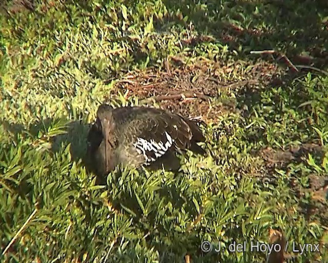 Ibis Carunculado - ML201249521