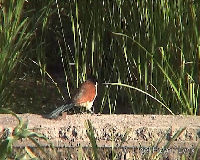 Coucal à nuque bleue - ML201249571