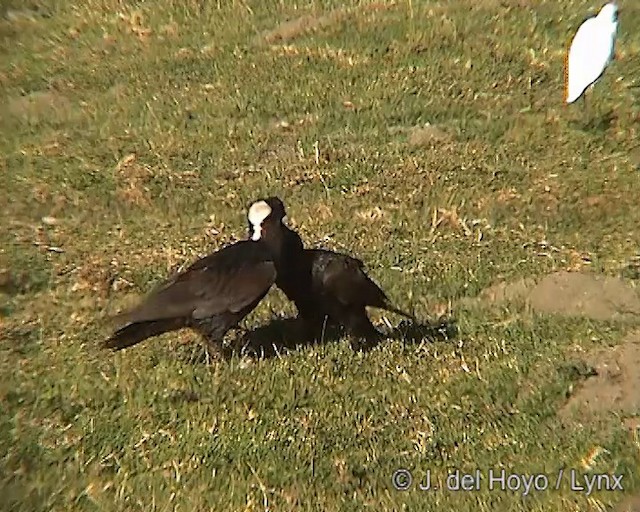 Thick-billed Raven - ML201249681