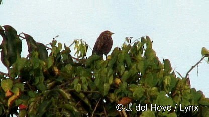 Yellow-throated Longclaw - ML201249761