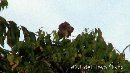 Yellow-throated Longclaw - ML201249771