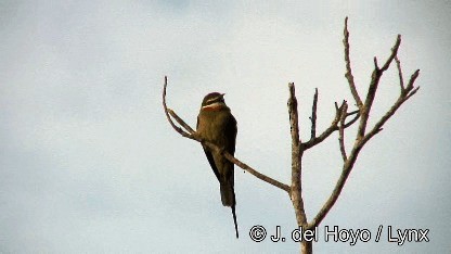 Madagascar Bee-eater - ML201249791