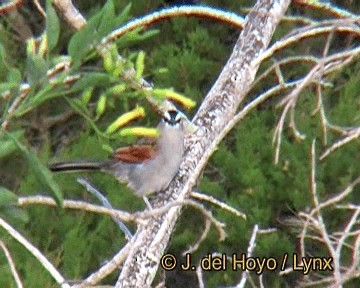 Black-crowned Tchagra (Hooded) - ML201249821