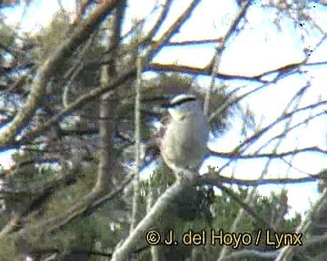 Chagra del Senegal (cucullatus) - ML201249831