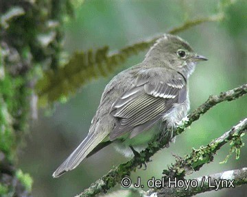 Olivaceous Elaenia - ML201249841