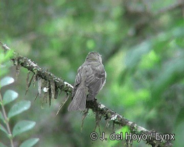 Olivaceous Elaenia - ML201249861