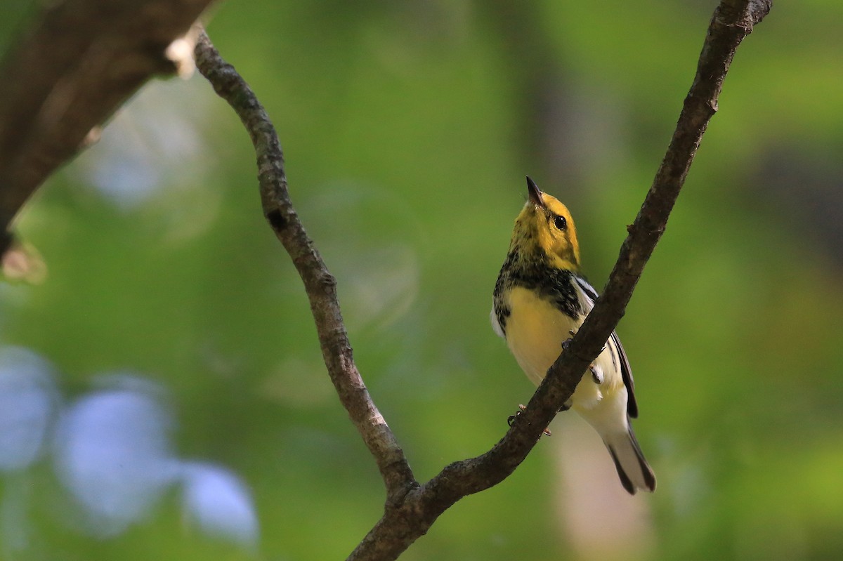 Black-throated Green Warbler - Tim Lenz