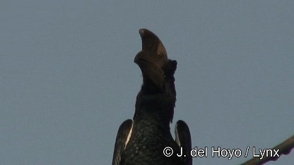 Black-and-white-casqued Hornbill - ML201249911