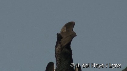 Black-and-white-casqued Hornbill - ML201249921