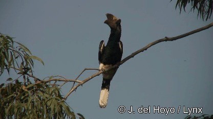 Black-and-white-casqued Hornbill - ML201249931