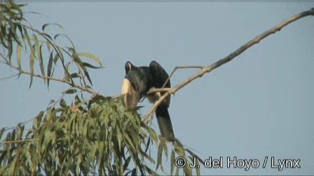 Black-and-white-casqued Hornbill - ML201249941