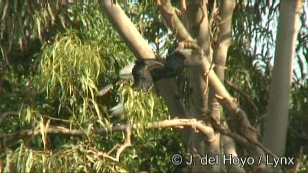 Black-and-white-casqued Hornbill - ML201249951