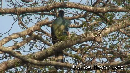 Great Blue Turaco - ML201249971