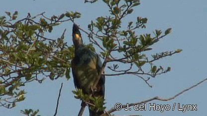 Great Blue Turaco - ML201249981