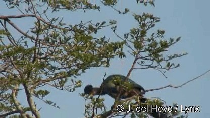 Great Blue Turaco - ML201249991