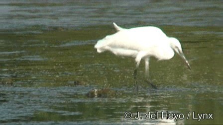 Little Egret (Western) - ML201250011