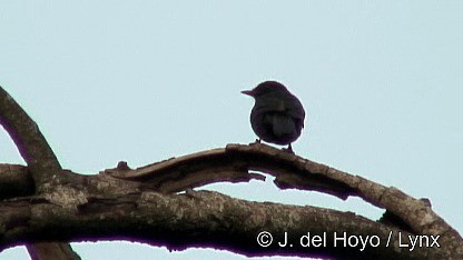 Kuzeyli Drongo Sinekkapanı - ML201250041