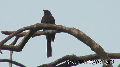 Northern Black-Flycatcher - ML201250051