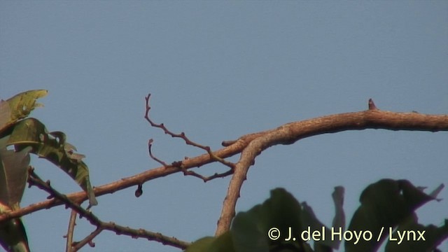 White-throated Bee-eater - ML201250061