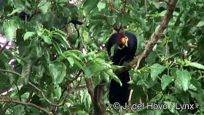 Ross's Turaco - ML201250071