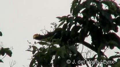 Ross's Turaco - ML201250081