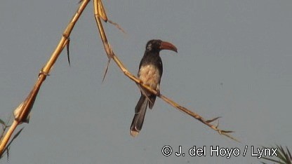 Crowned Hornbill - ML201250131