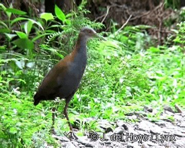 Slaty-breasted Wood-Rail - ML201250191