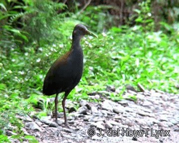 Slaty-breasted Wood-Rail - ML201250201