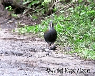 Slaty-breasted Wood-Rail - ML201250211