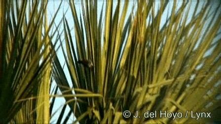 Yellow-throated Warbler - ML201250231