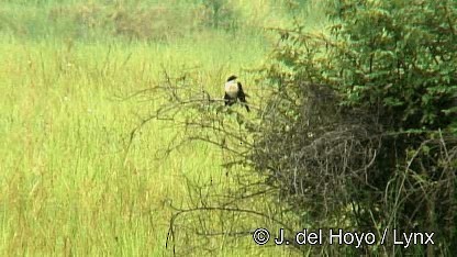 Coucal du Sénégal - ML201250251