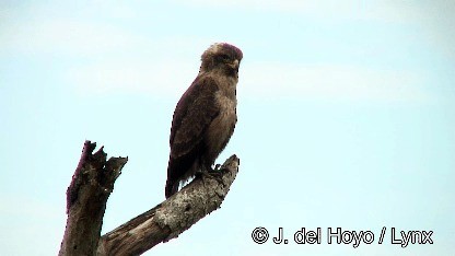 Banded Snake-Eagle - ML201250261