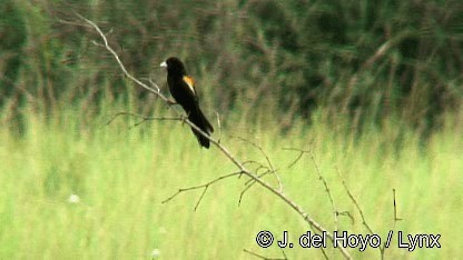 Marsh Widowbird - ML201250311