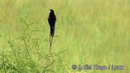 Marsh Widowbird - ML201250321