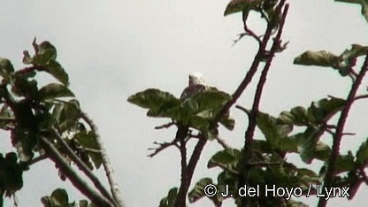 Weißkopf-Bartvogel [leucocephalus-Gruppe] - ML201250331
