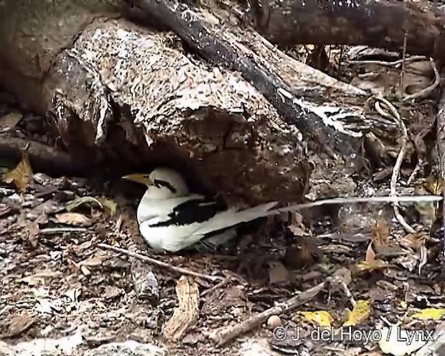 シラオネッタイチョウ（lepturus） - ML201250371