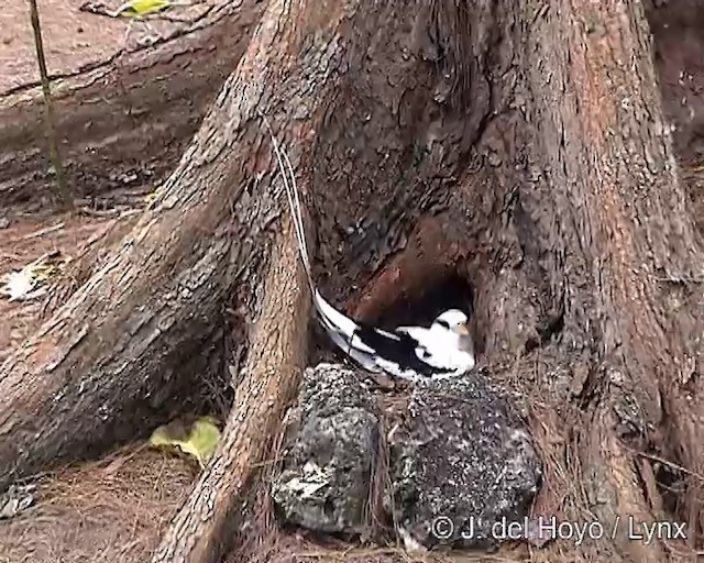 White-tailed Tropicbird (Indian Ocean) - ML201250381