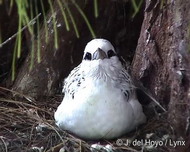 White-tailed Tropicbird (Indian Ocean) - ML201250391