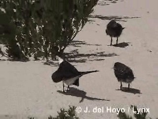 烏領燕鷗 - ML201250401